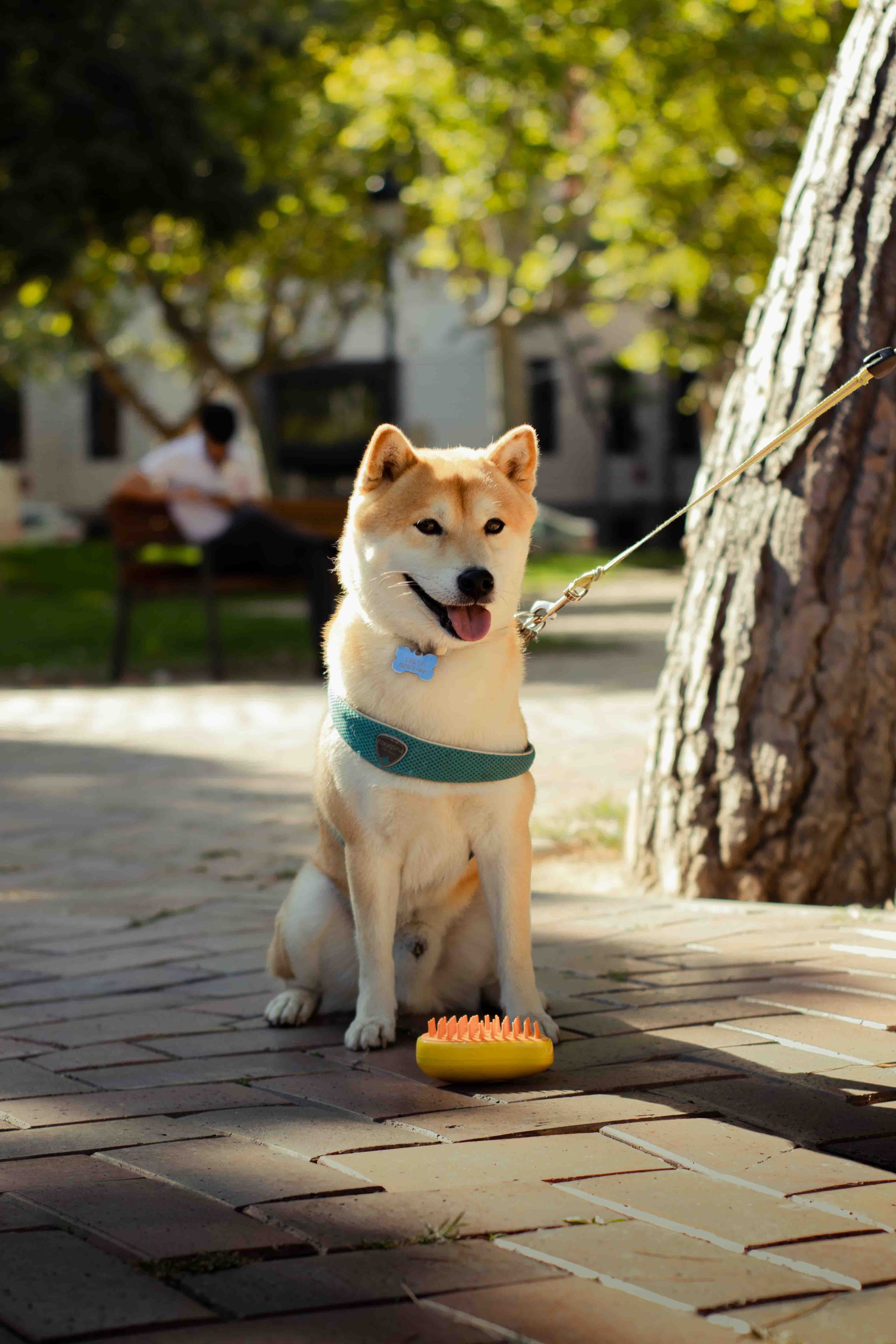 Cepillo para Mascota con vaporizador